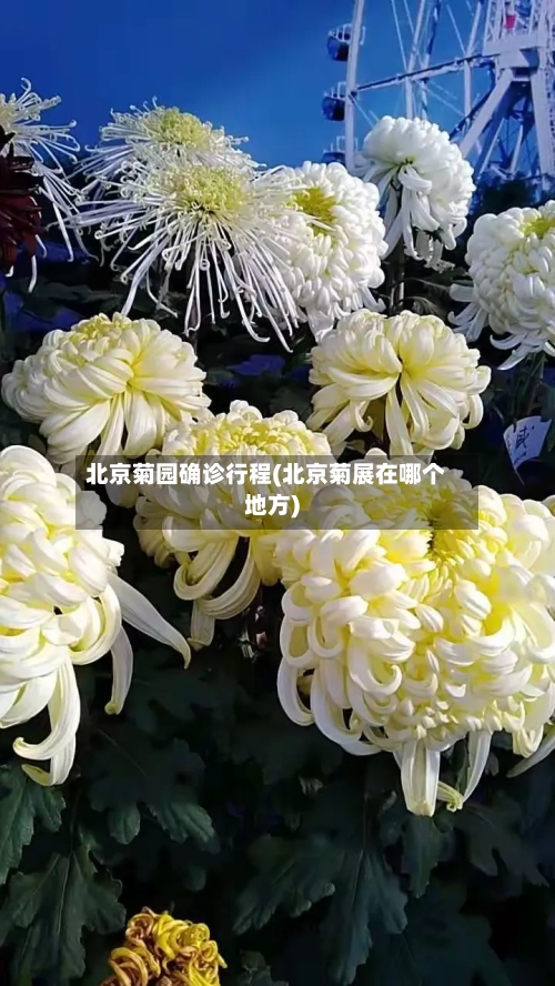 北京菊园确诊行程(北京菊展在哪个地方)