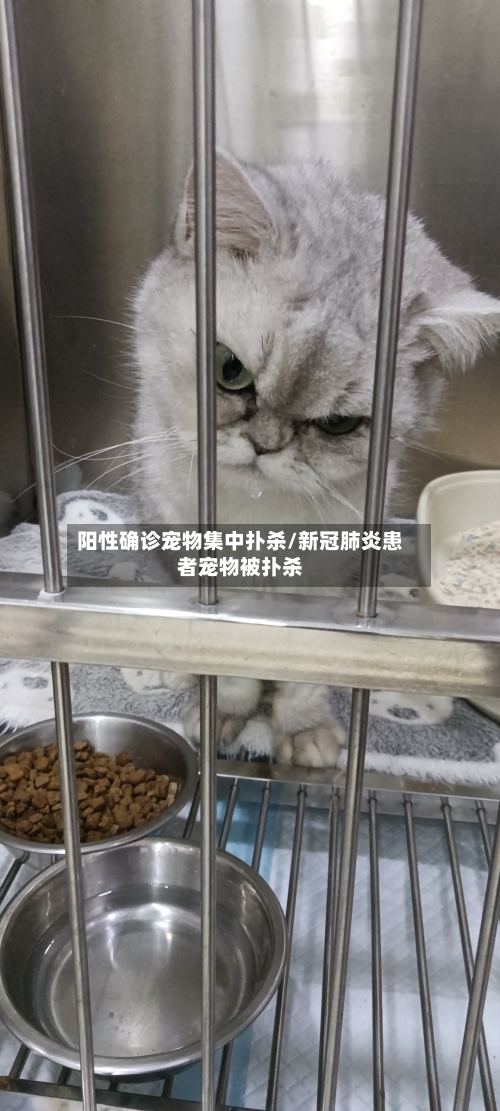阳性确诊宠物集中扑杀/新冠肺炎患者宠物被扑杀