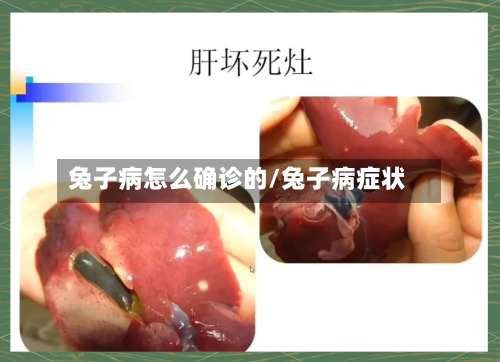 兔子病怎么确诊的/兔子病症状